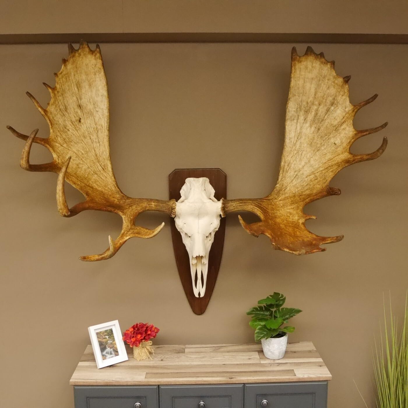 Elk Antlers Width 159 cm Skull Trophy on Trophy Shield Elk Antlers